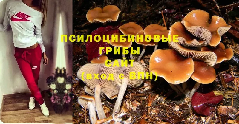 гидра   Верея  Псилоцибиновые грибы Psilocybe 